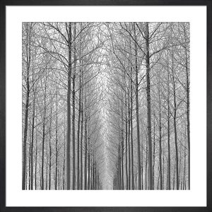 Soft Bunny Aesthetic